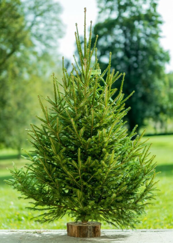 Sapin Epicea Grand