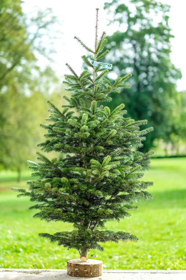 Sapin Nordmann Grand